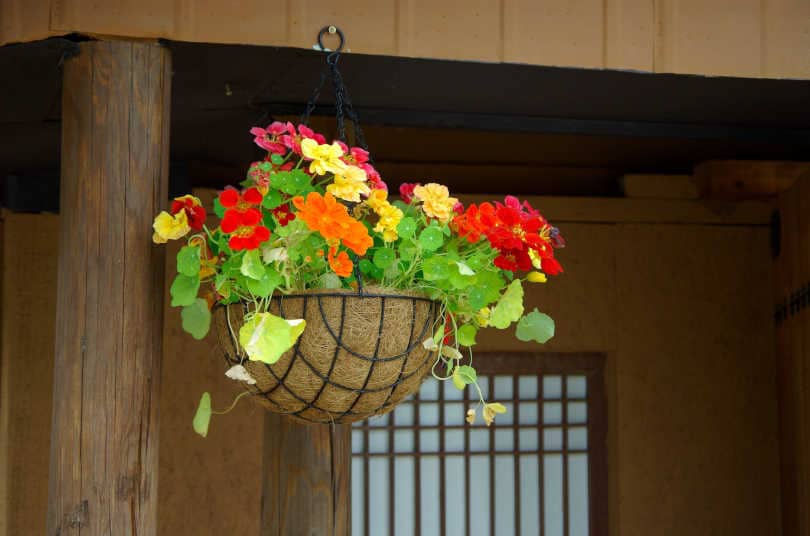 The Best Hanging Planters for Indoor Spaces