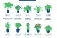 Affordable Indoor Plants That Improve Air Quality